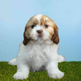 Shih Tzu