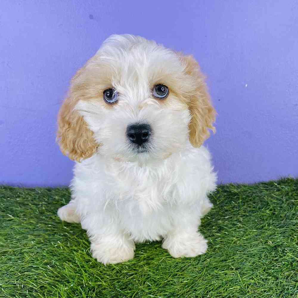 Male Cavapoo Puppy for sale