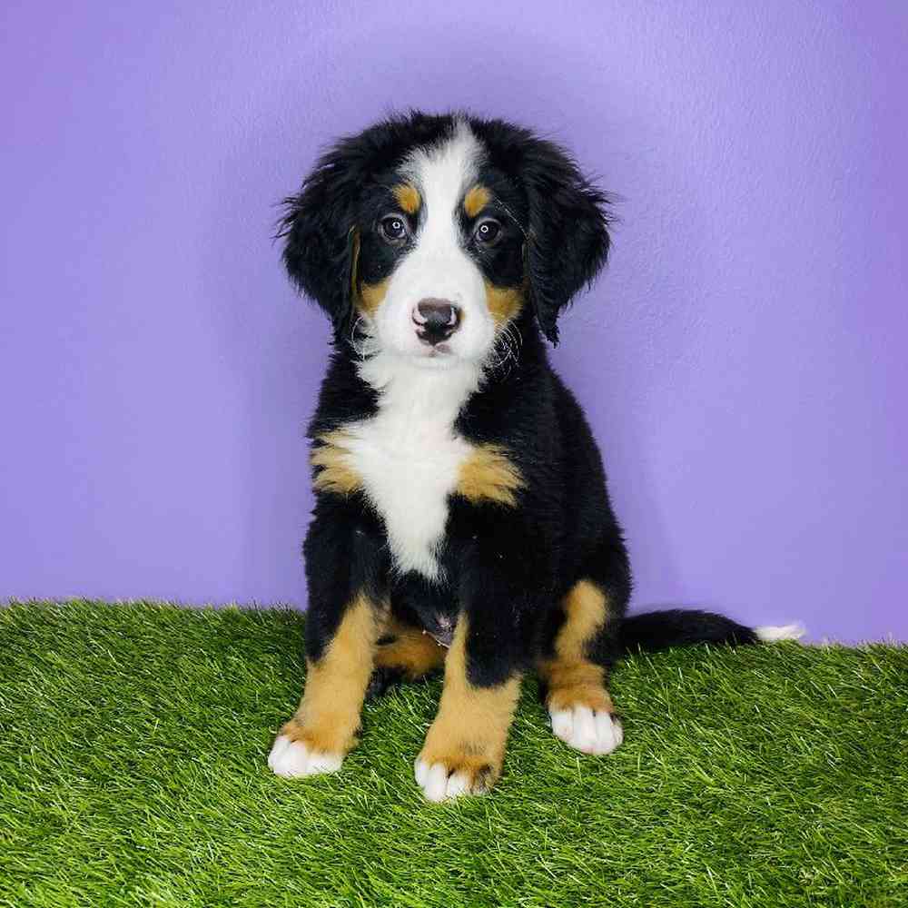 Female Bernese Mountain Dog Puppy for sale