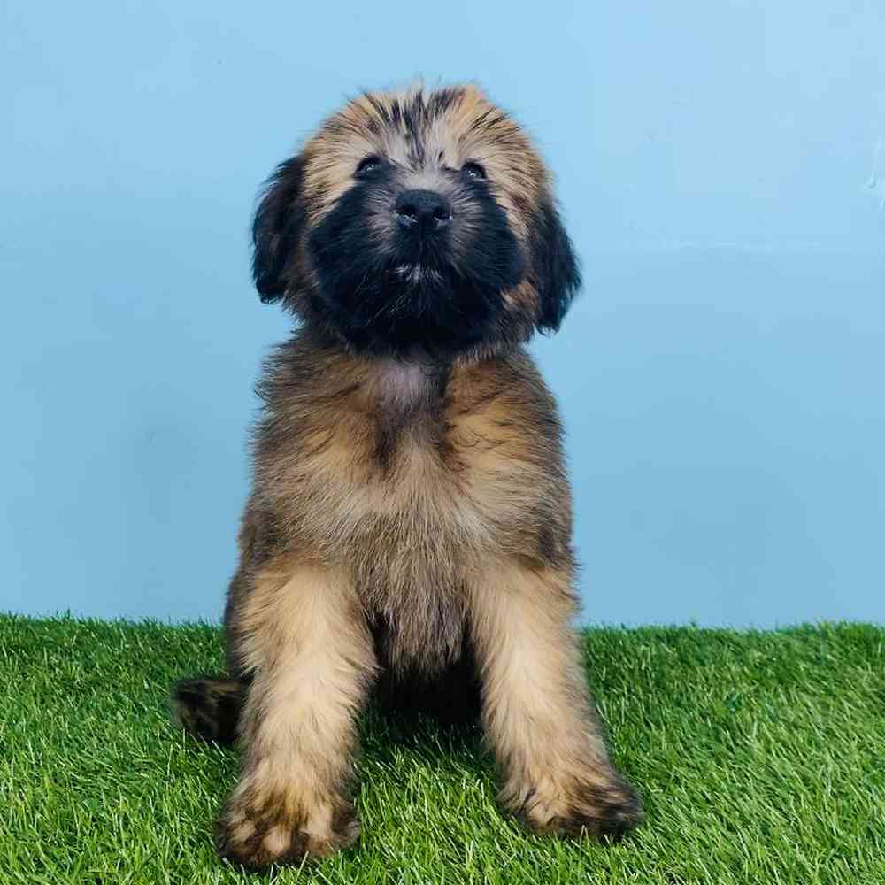 Female Soft Coated Wheaten Terrier Puppy for sale