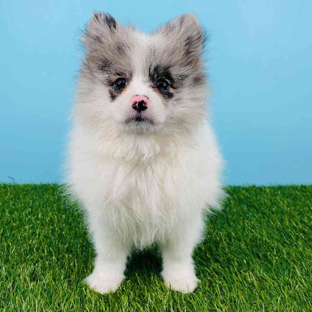 Female Pomeranian Puppy for sale