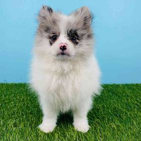 Pomeranian