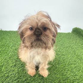 Shih Tzu
