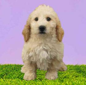2nd Gen Mini Goldendoodle