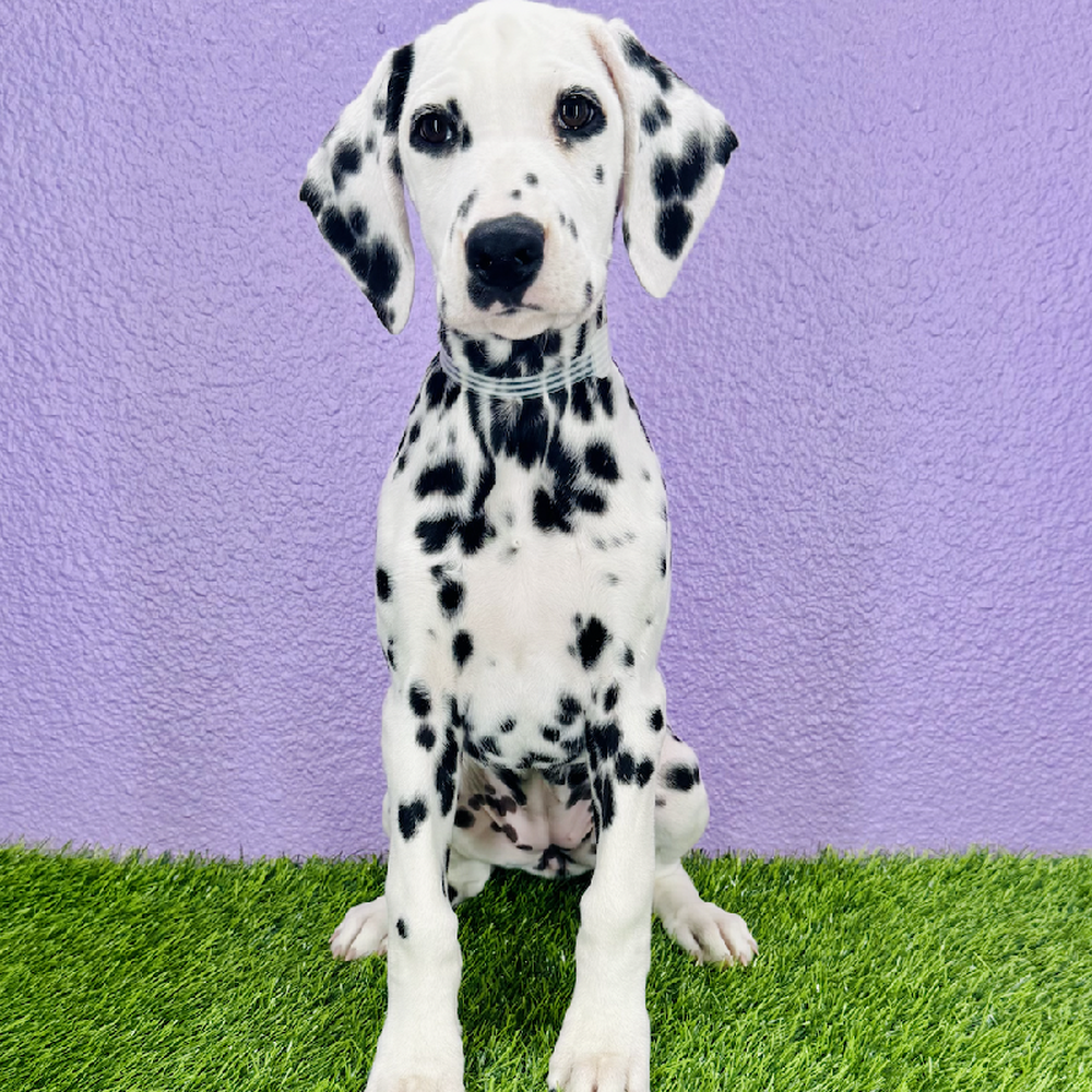pet breed image