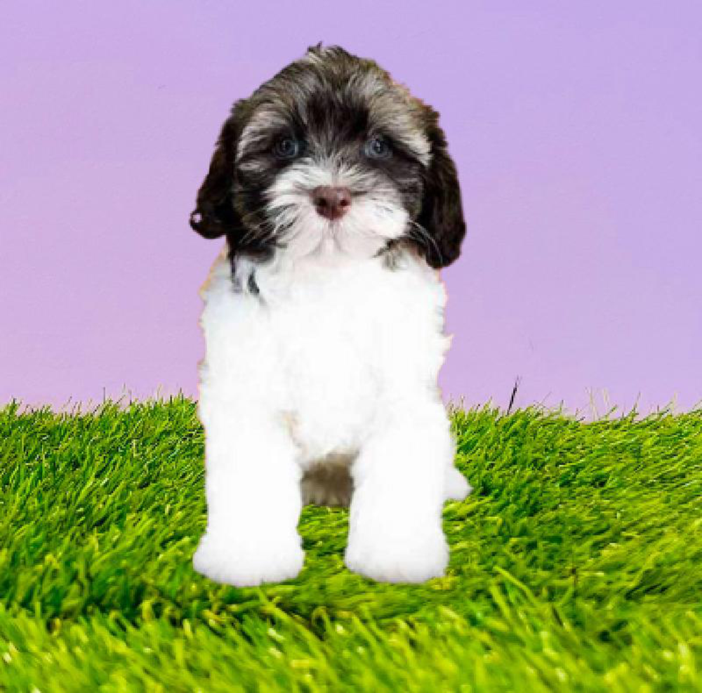 Male Havanese Puppy for sale