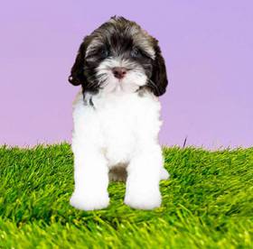 Havanese