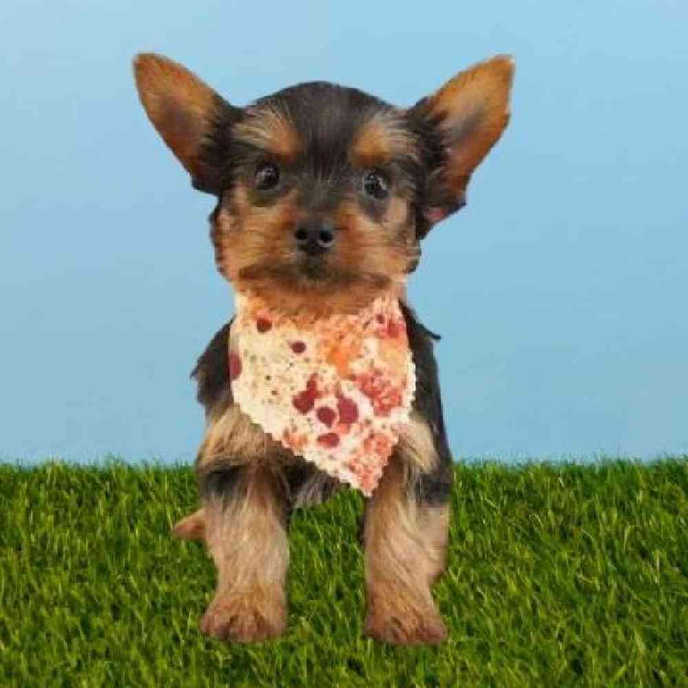 Male Yorkie Puppy for sale