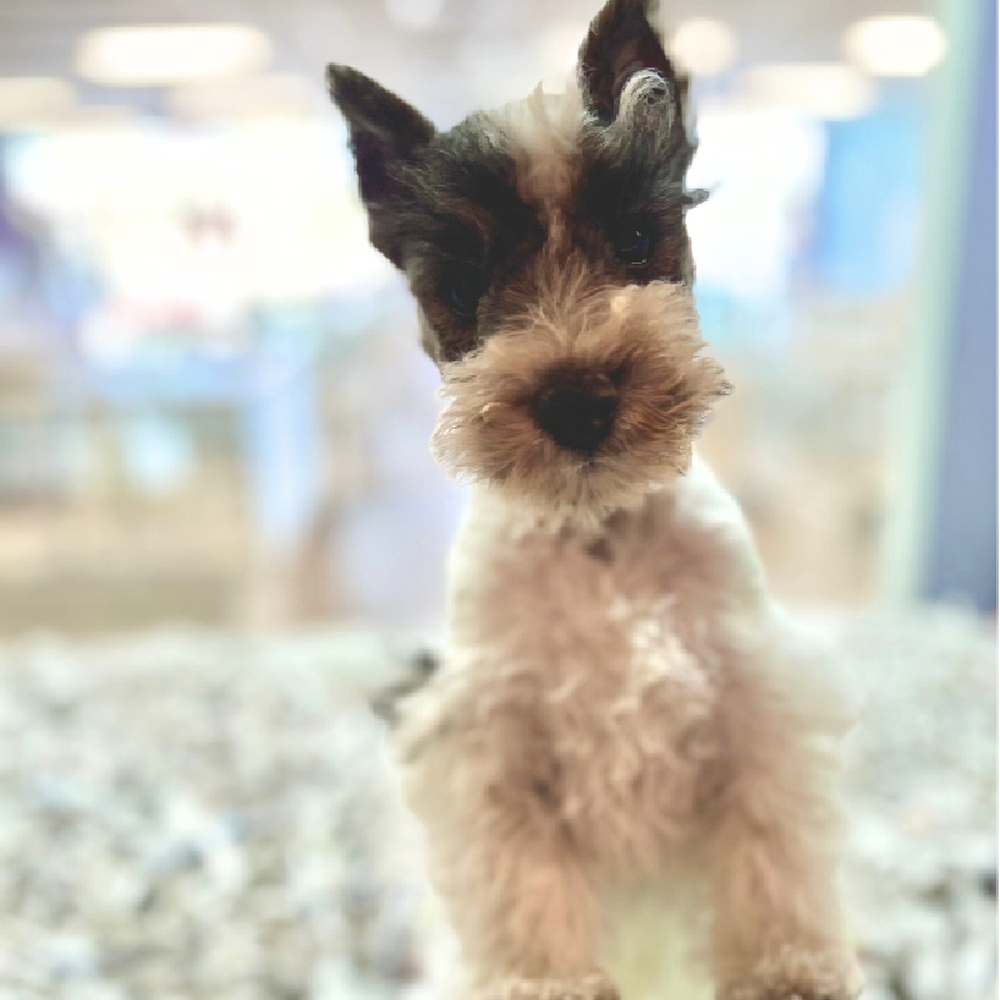 carousel pet images