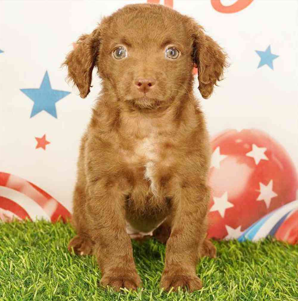 pet breed image