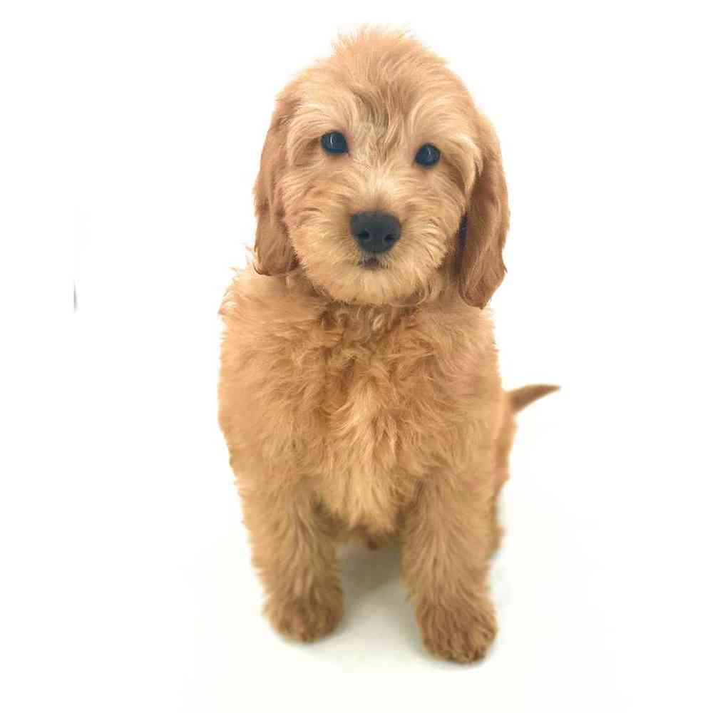 Male 2nd Gen Mini Goldendoodle Puppy for Sale in Puyallup, WA