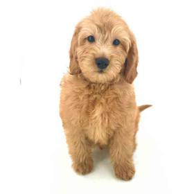 2nd Gen Mini Goldendoodle