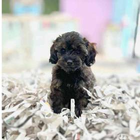 Cavapoo