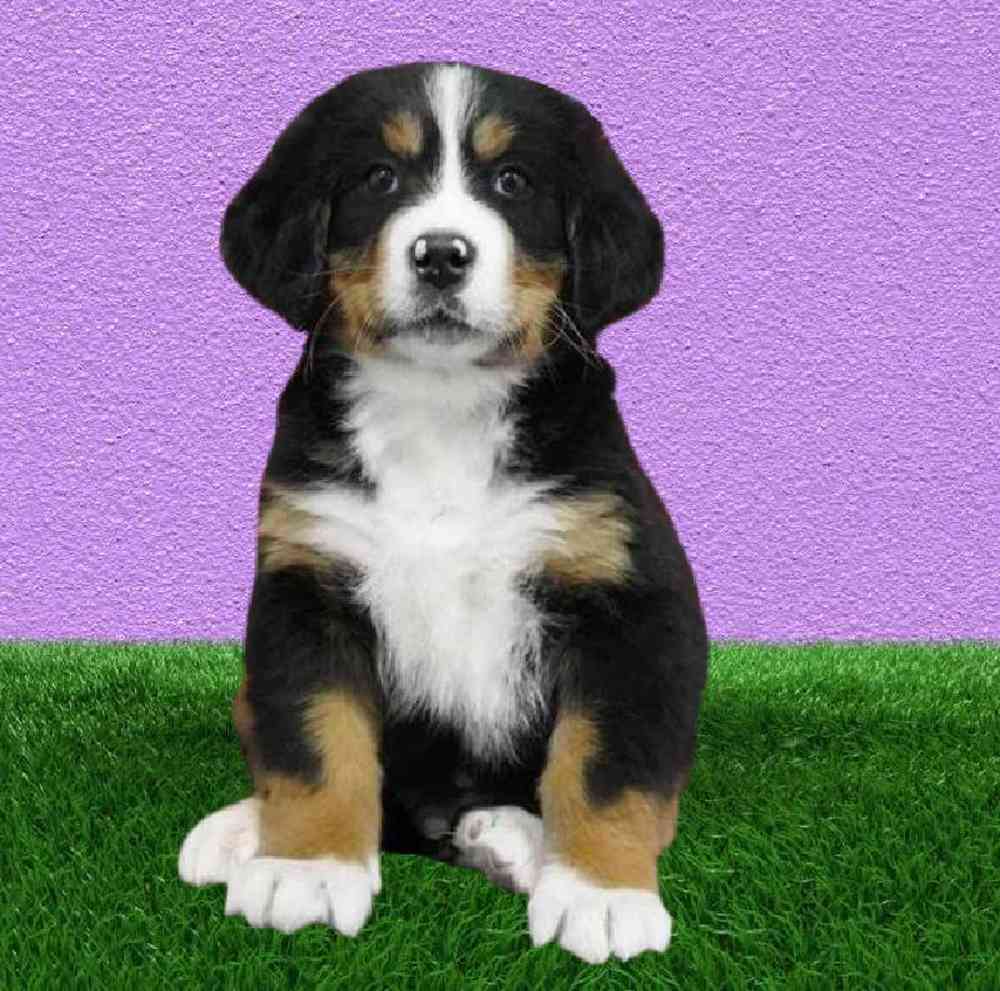 Male Bernese Mountain Dog Puppy for Sale in Puyallup, WA