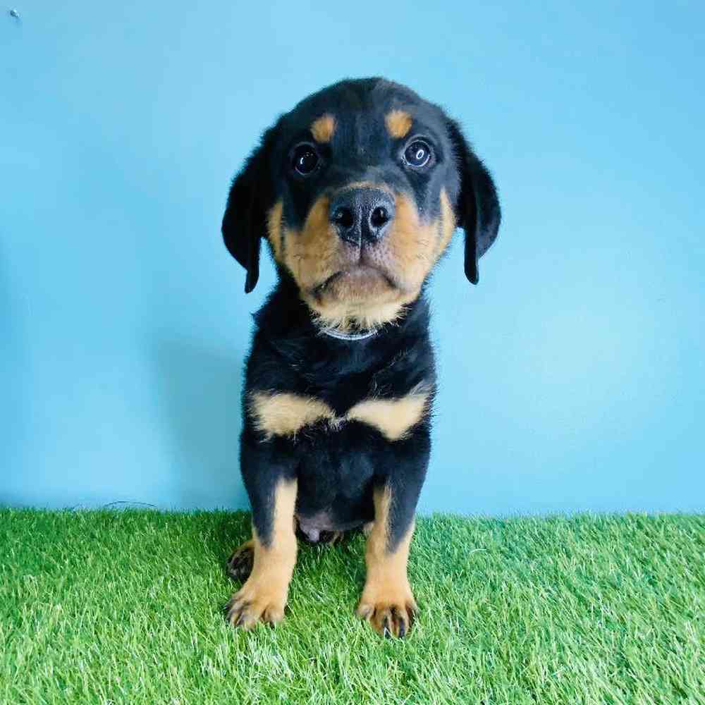 Male Rottweiler Puppy for sale