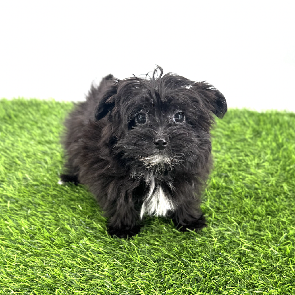 pet breed image