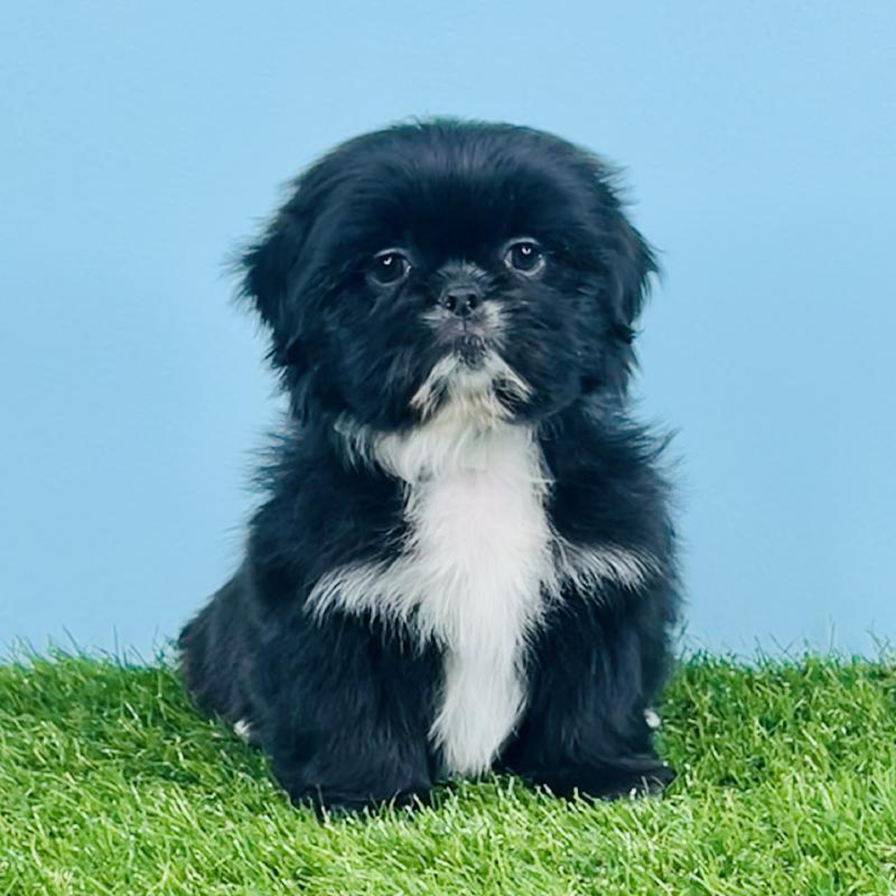 Male Shih Tzu Puppy for sale