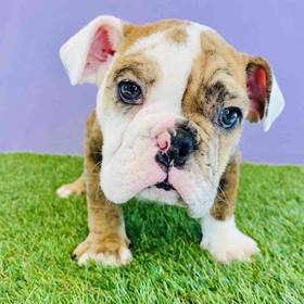 English Bulldog