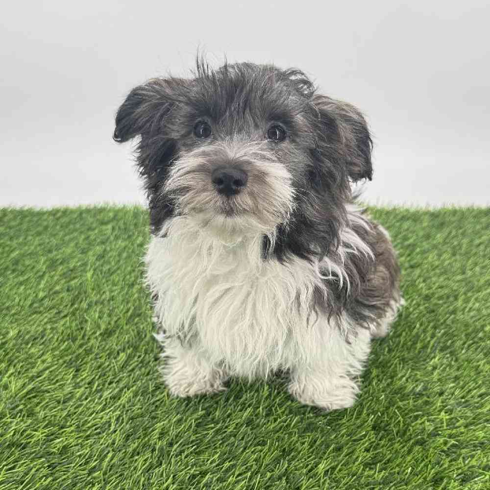 pet breed image