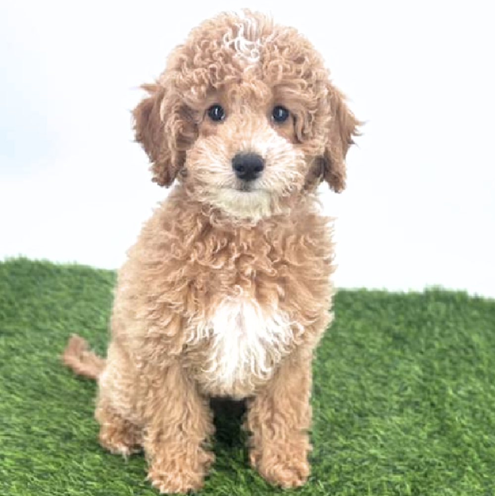pet breed image