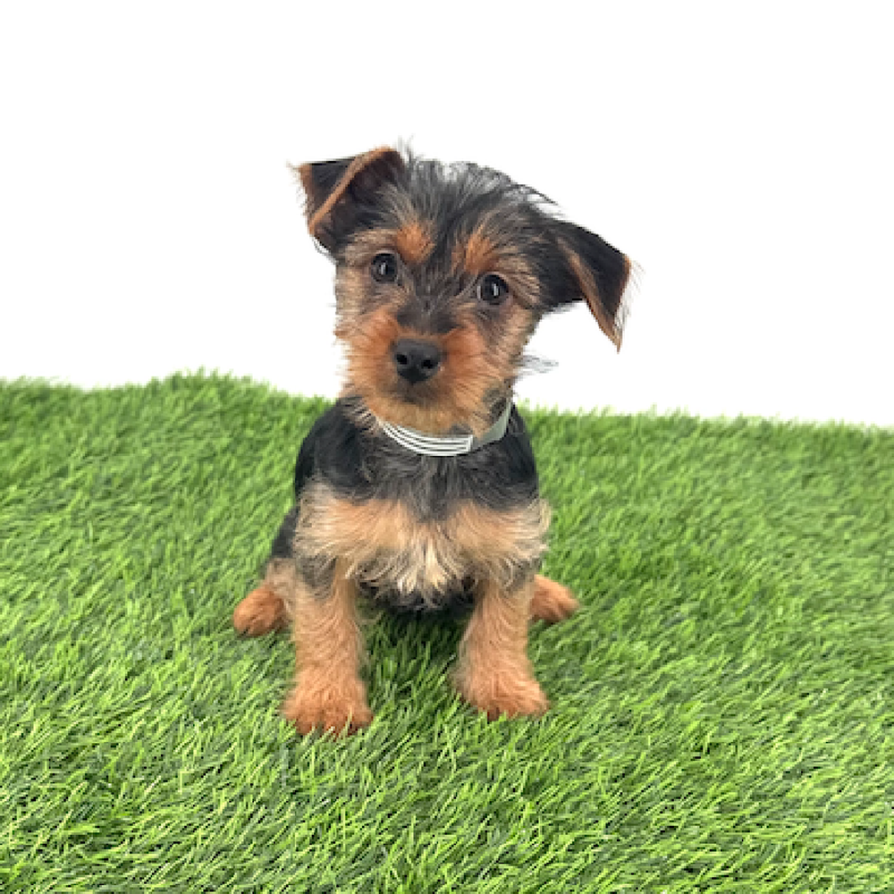 pet breed image