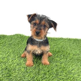Yorkie