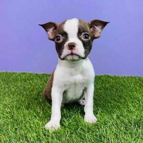 Boston Terrier