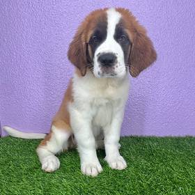 Saint Bernard