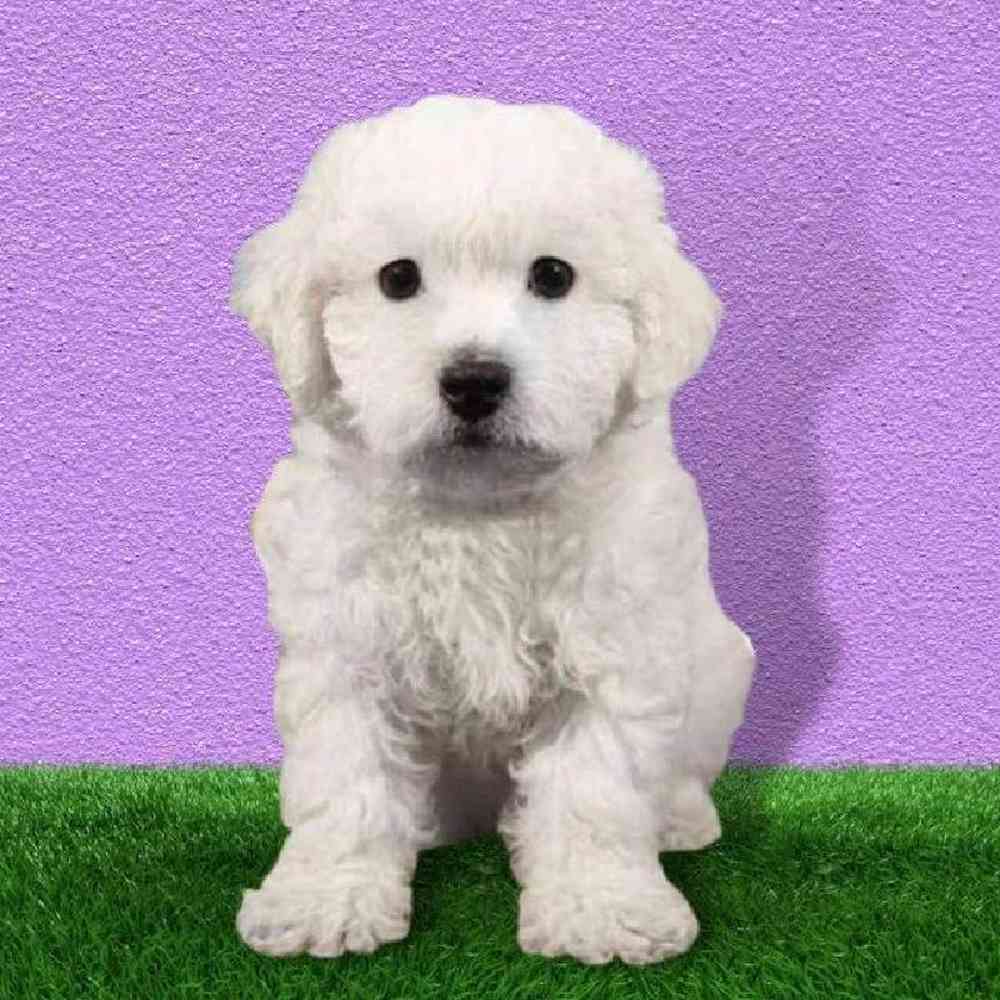 Male Bichon Puppy for sale