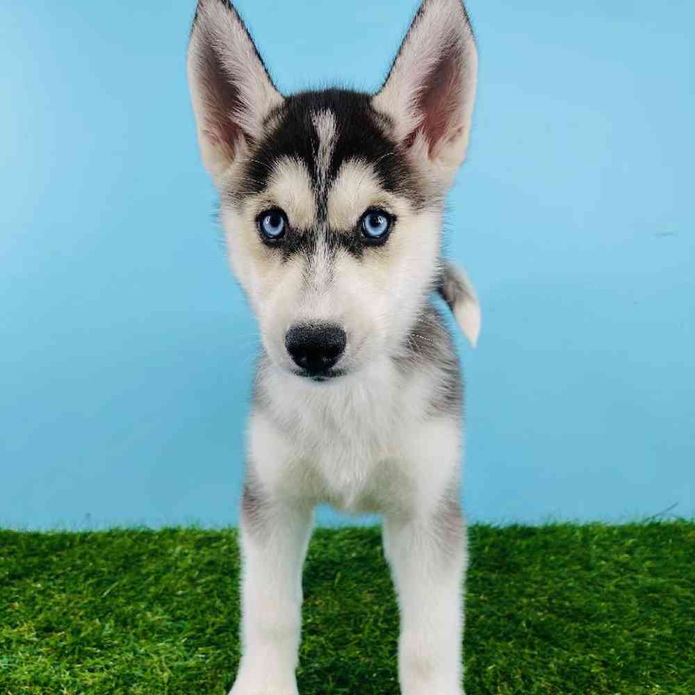 Female Siberian Husky Puppy for sale