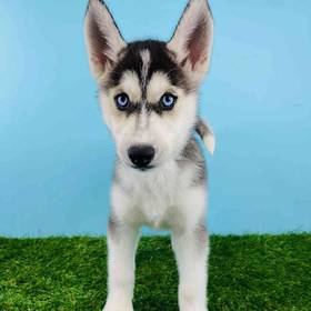 Siberian Husky