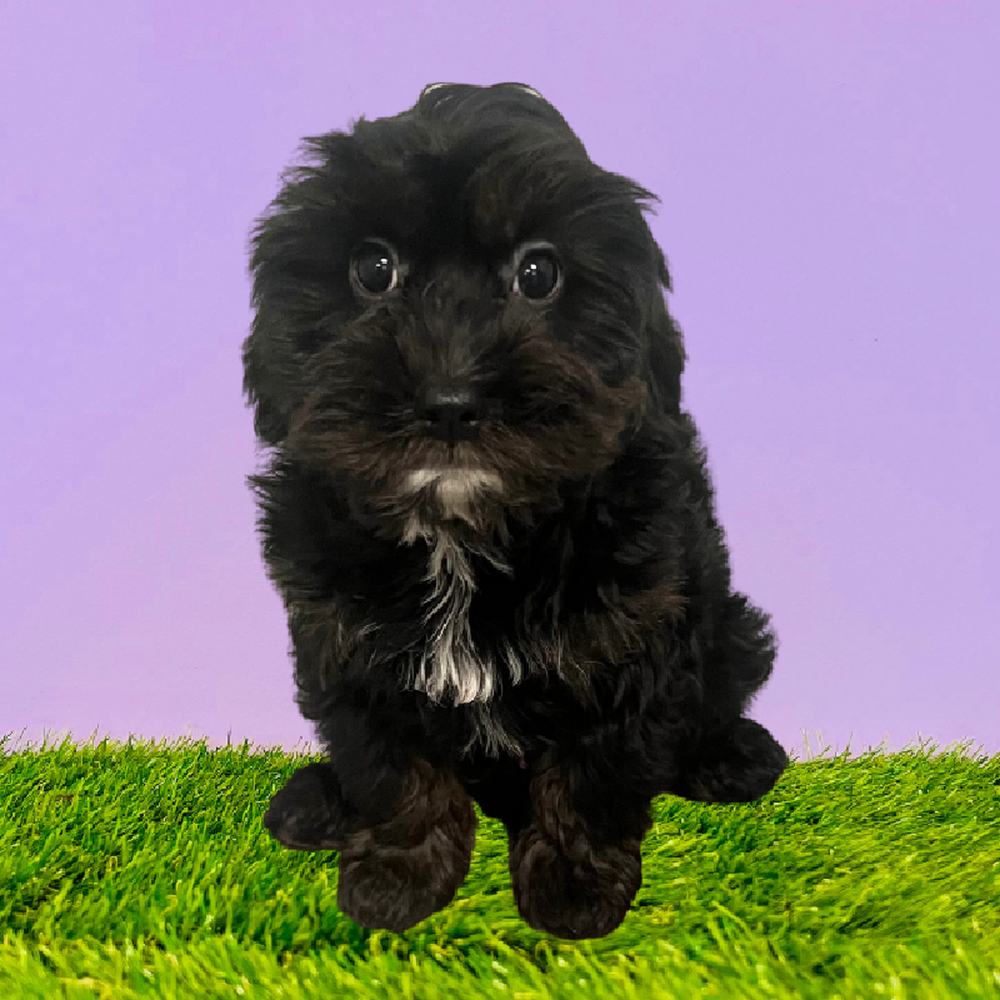 Male Cavapoo Puppy for Sale in Puyallup, WA