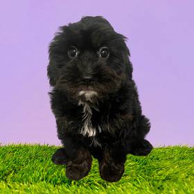 Cavapoo