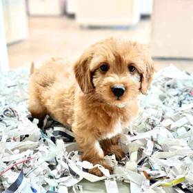 2nd Gen Mini Goldendoodle