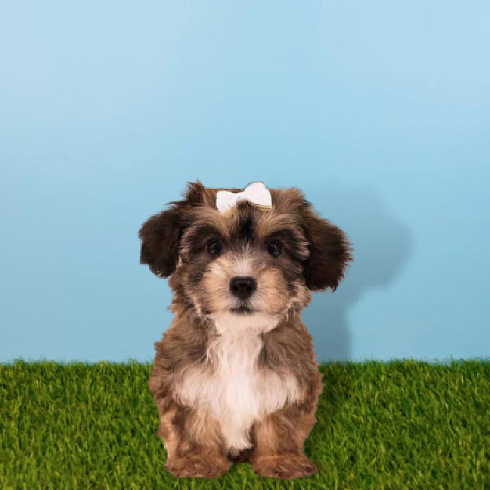 Female SilkChon Puppy for sale