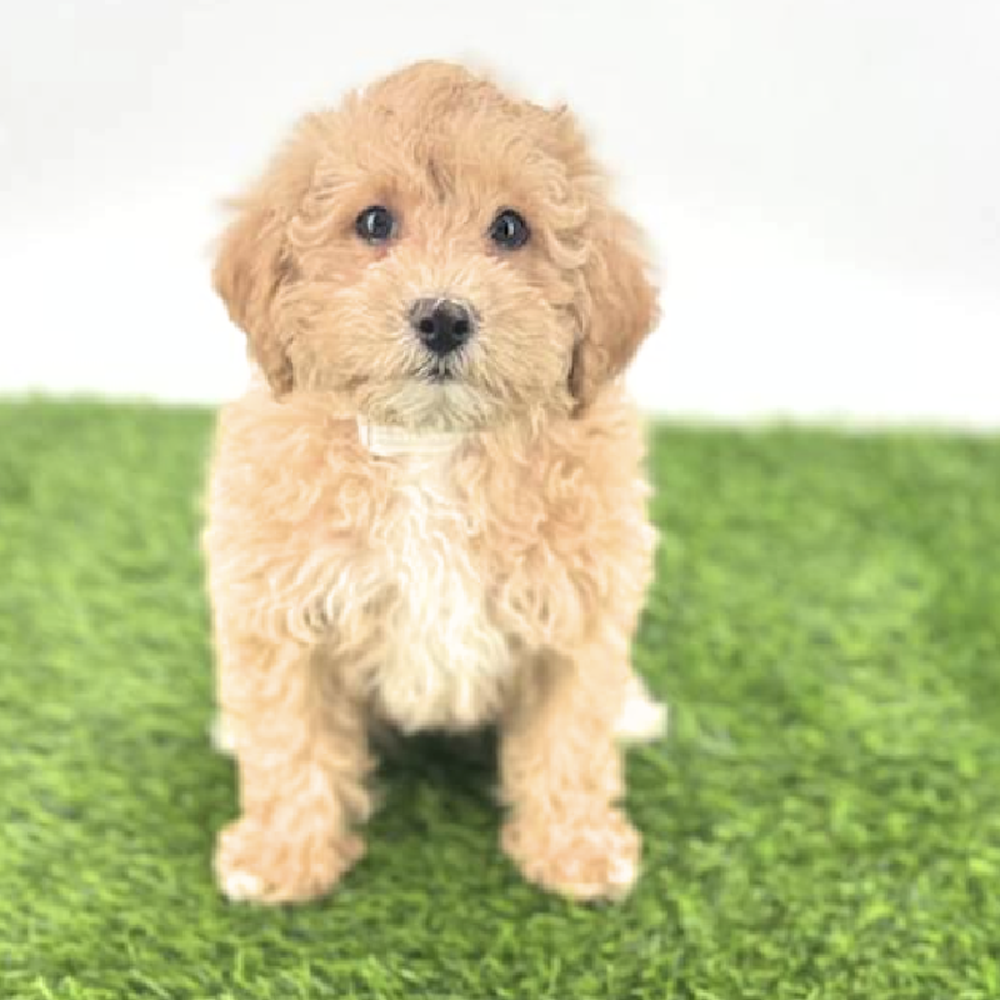 pet breed image