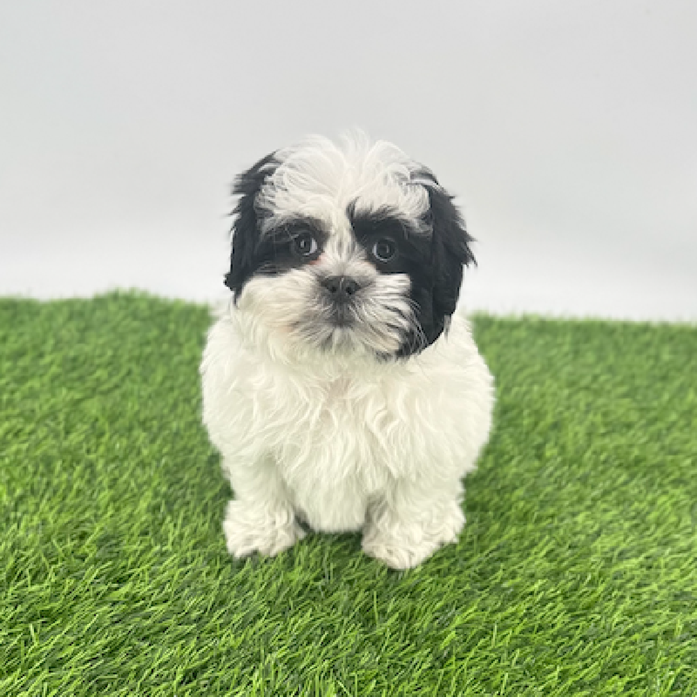 pet breed image