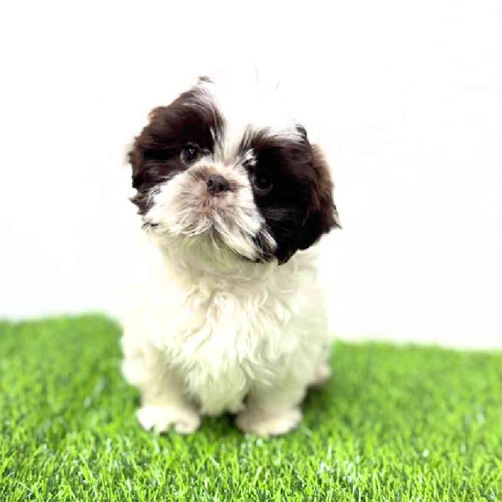 Information on Shipoo Puppies for Sale in Washington