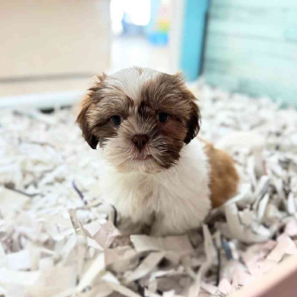 carousel pet images
