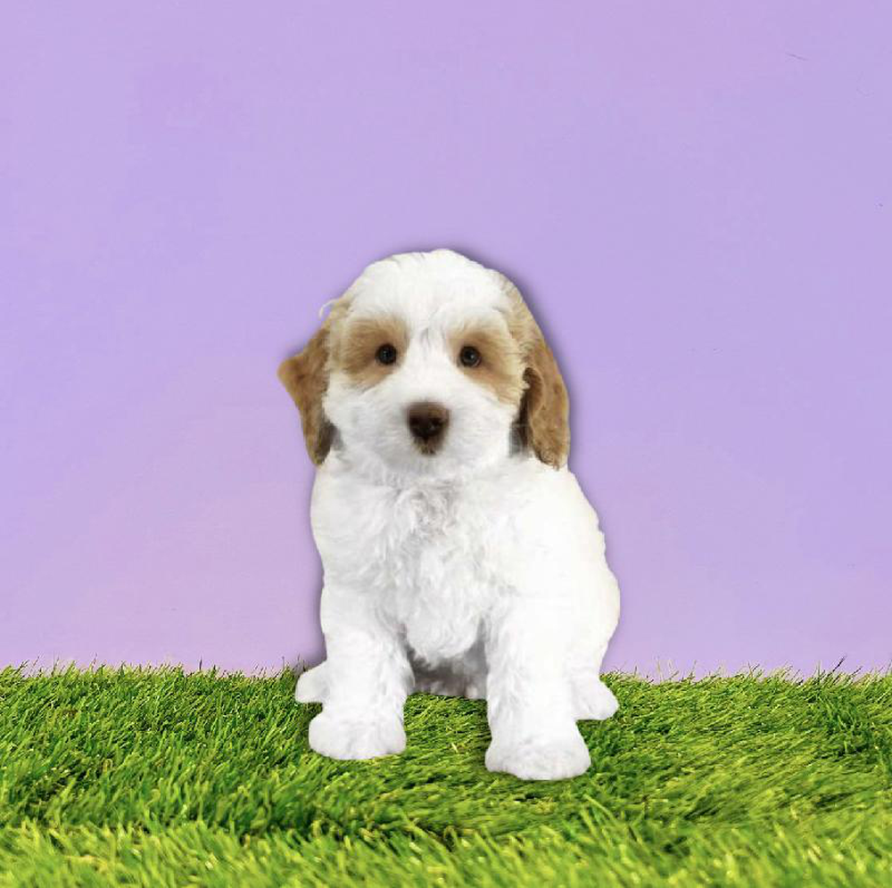 Male 2nd Gen Mini Bernardadoodle Puppy for sale