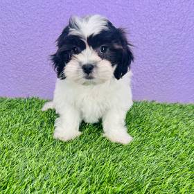 Teddy Bear