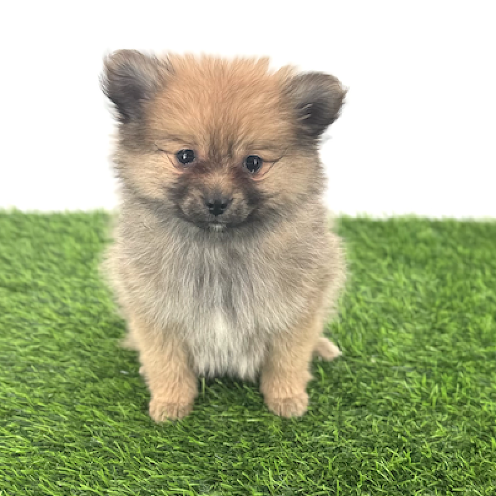 pet breed image