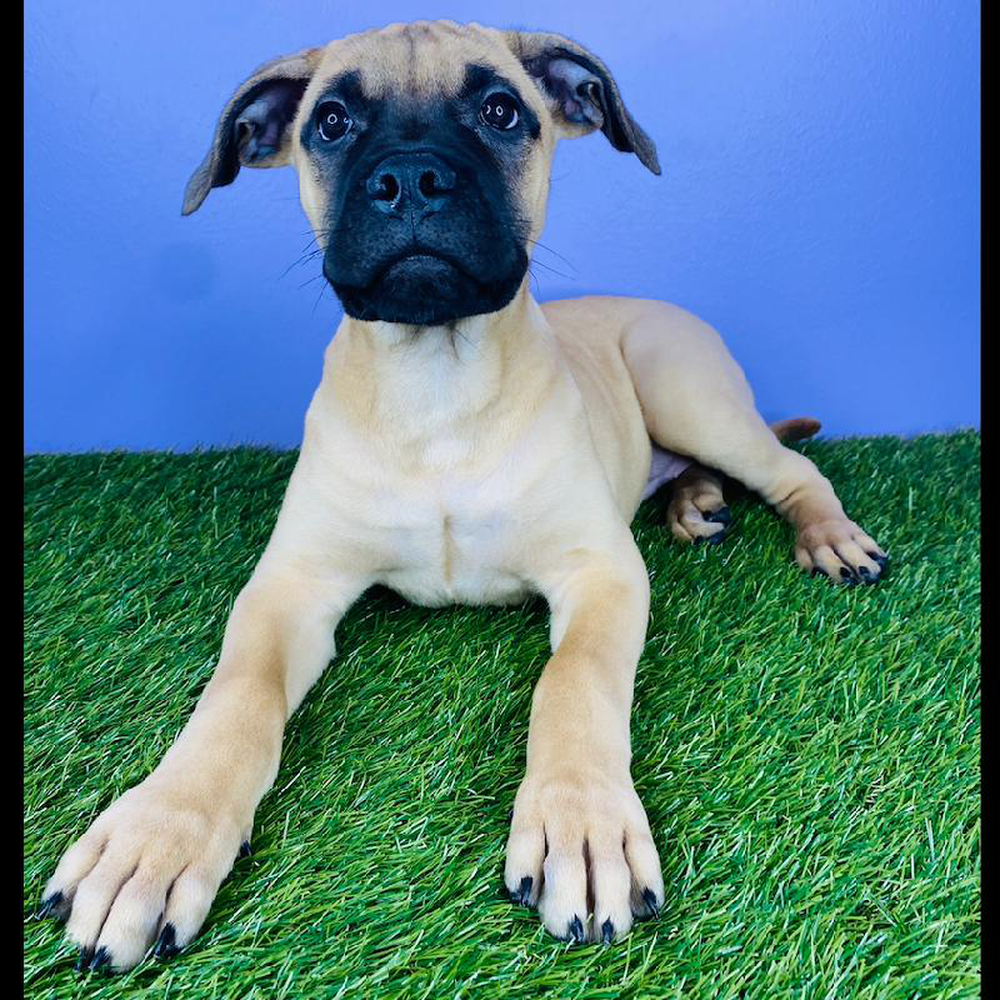 Female Bullmastiff Puppy for sale