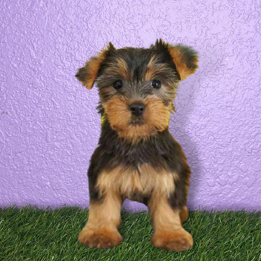 Female Silky Terrier Puppy for sale