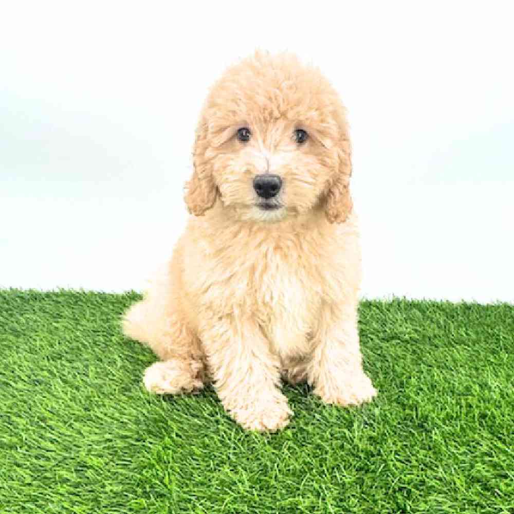 pet breed image