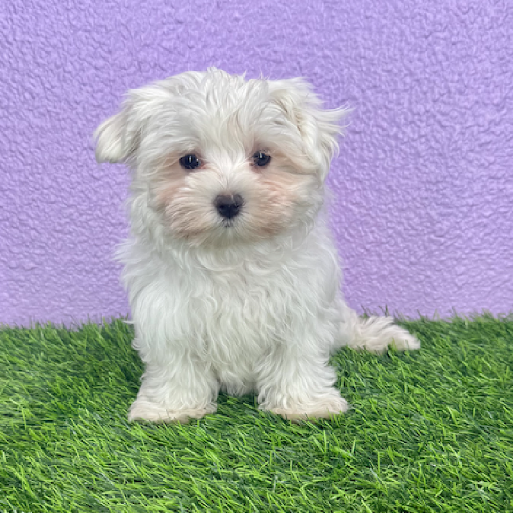 pet breed image