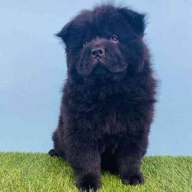Chow Chow