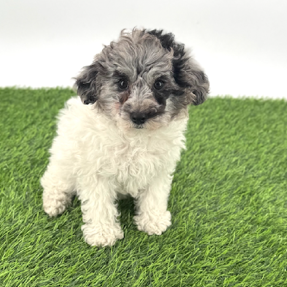 pet breed image