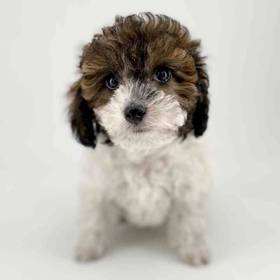 Poodle