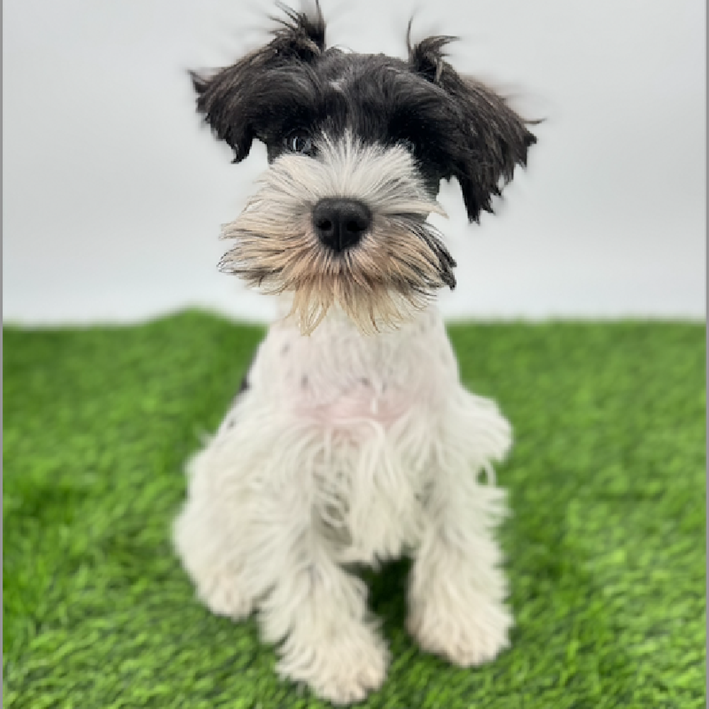 carousel pet images